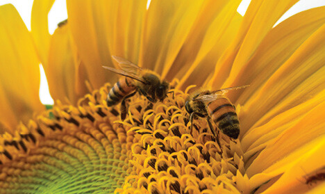 Allergy Shots help Bee Sting allergies headlines over honeycomb with bees working