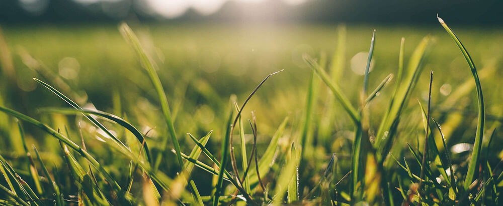 Tips for combatting Grass mold and grass pollen allergies
