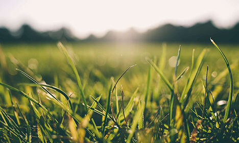 5 tips to manage grass allergies
