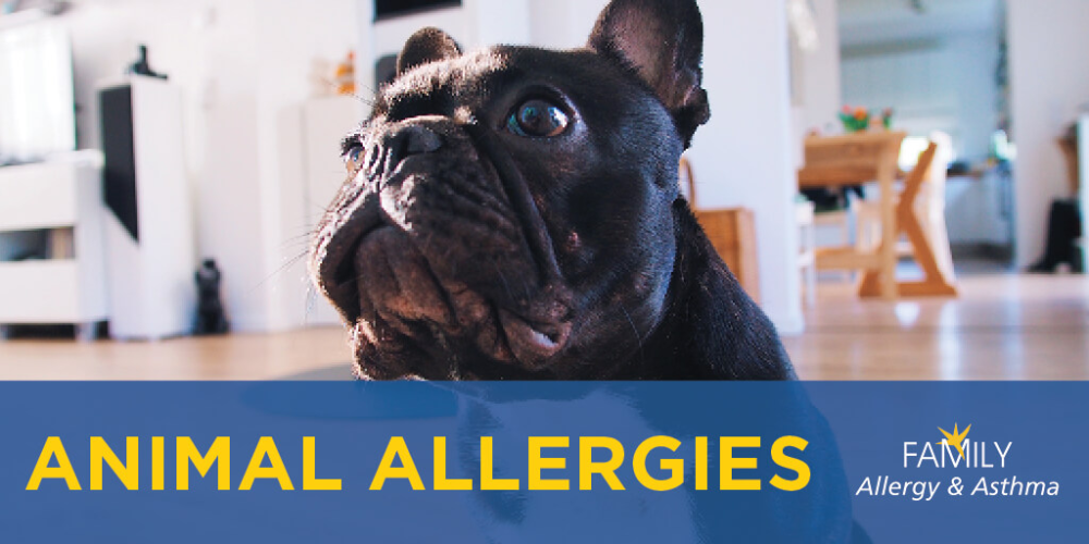 Explaining Animal Allergies Family Allergy & Asthma